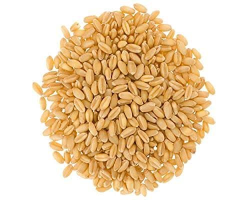 Wheat Whole / Wheat Seeds - Tulsidas